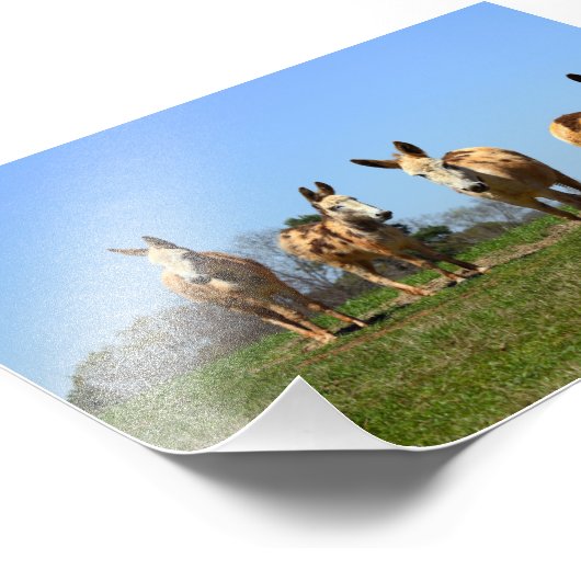 Vier Donkeys Foto Afdruk (Hoek)