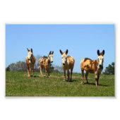 Vier Donkeys Foto Afdruk (Voorkant)