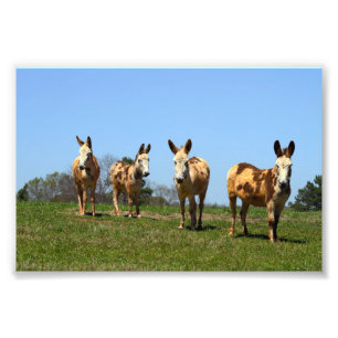 Vier Donkeys Foto Afdruk