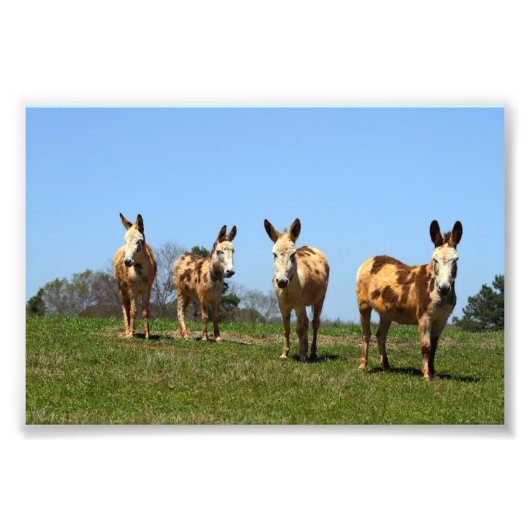Vier Donkeys Foto Afdruk (Voorkant)