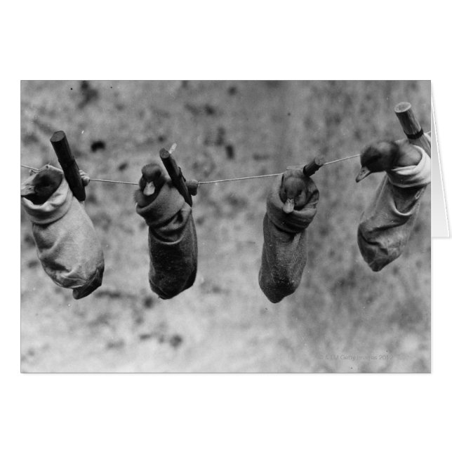 Vier eendags oude eenden die uit de schaduw zijn g (Voorkant Horizontaal)