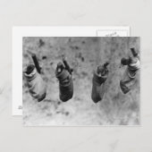 Vier eendags oude eenden die uit de schaduw zijn g briefkaart (Voorkant / Achterkant)