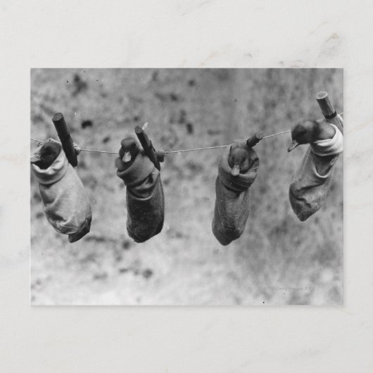 Vier eendags oude eenden die uit de schaduw zijn g briefkaart (Voorkant)