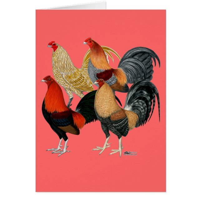 Vier Gamecocks (Voorkant)