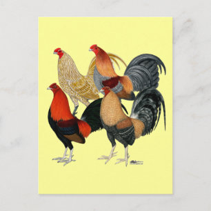 Vier Gamecocks Briefkaart