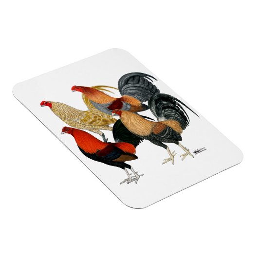 Vier Gamecocks Magneet (Rechterzijde)