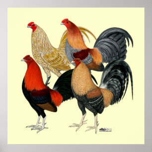 Vier Gamecocks Poster