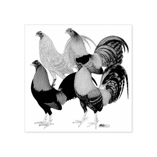 Vier Gamecocks Rubberstempel (Afrduk)