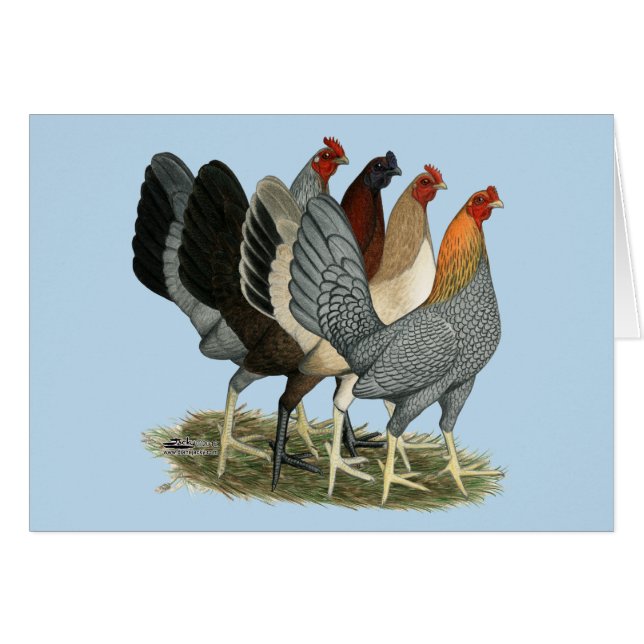 Vier gamefowl hennen (Voorkant Horizontaal)