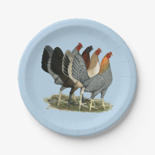 Vier gamefowl hennen papieren bordje