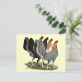 Vier Gamefowl Hens Briefkaart (Staand voorkant)