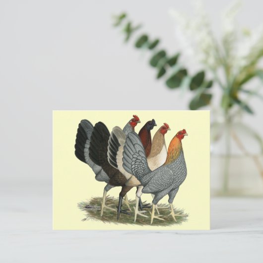 Vier Gamefowl Hens Briefkaart (Staand voorkant)