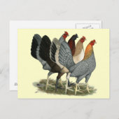 Vier Gamefowl Hens Briefkaart (Voorkant / Achterkant)