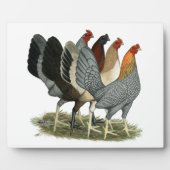 Vier Gamefowl Hens Fotoplaat (Voorkant)