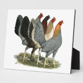 Vier Gamefowl Hens Fotoplaat (Zijkant)