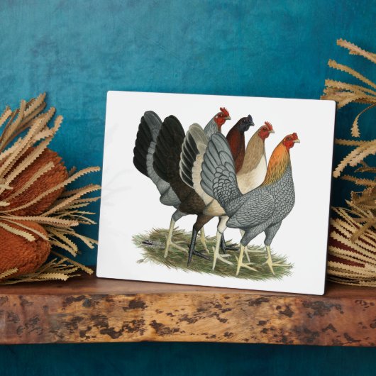 Vier Gamefowl Hens Fotoplaat (Zijkant)