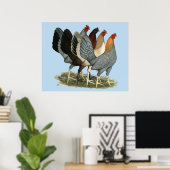 Vier Gamefowl Hens Poster (Thuiskantoor)