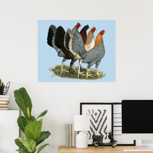 Vier Gamefowl Hens Poster (Thuiskantoor)