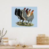 Vier Gamefowl Hens Poster (Keuken)