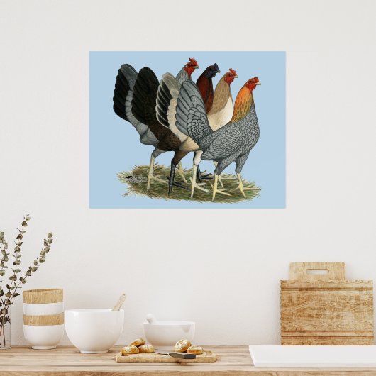 Vier Gamefowl Hens Poster (Keuken)