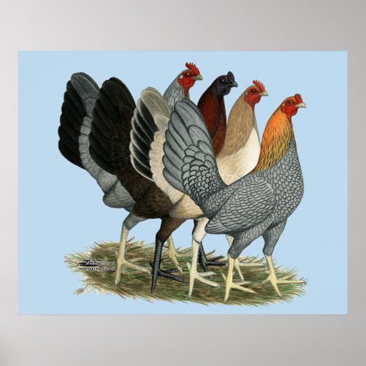 Vier Gamefowl Hens Poster (Voorkant)