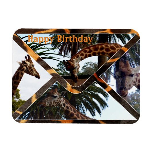 Vier Giraffes op een Giraffe-envelop, magneet (Horizontaal)