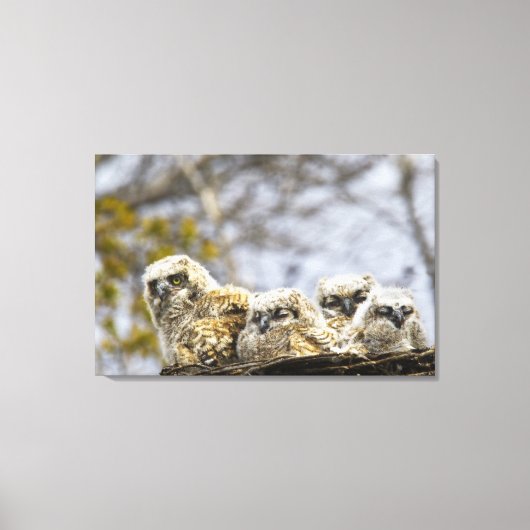 Vier grote kippen met een hoornvlieg (Bubo Virgini Canvas Afdruk (Voorkant)