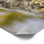 Vier grote kippen met een hoornvlieg (Bubo Virgini Poster (Hoek)