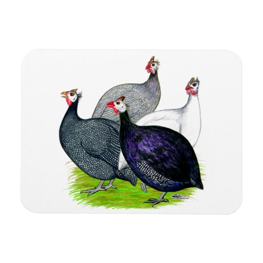 Vier Guinee Magneet (Horizontaal)