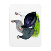 Vier Guinee Magneet (Verticaal)