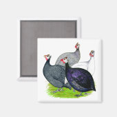 Vier Guinee Magneet (Voorkant / Achterkant)