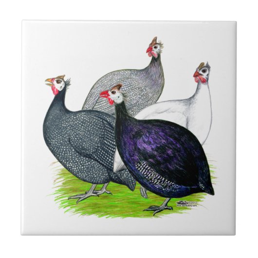 Vier Guinee Tegeltje (Voorkant)