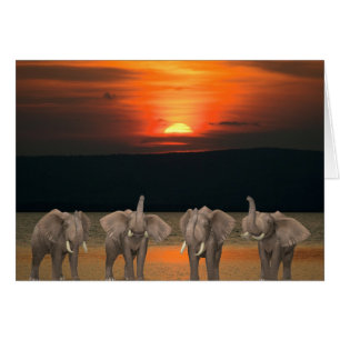 Vier Happy Elephants