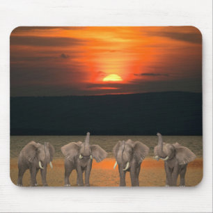 Vier Happy Elephants Muismat