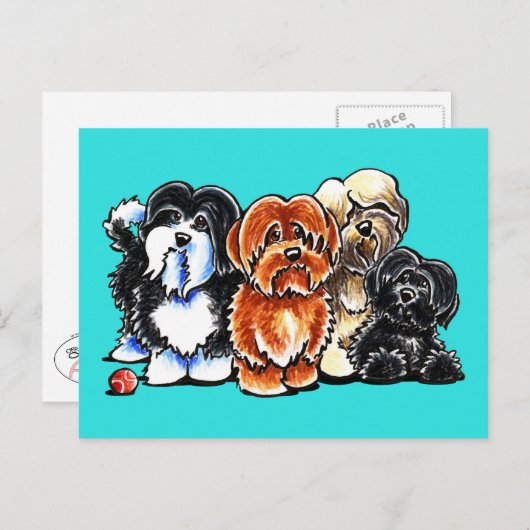 Vier Havanese Briefkaart (Voorkant / Achterkant)