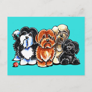 Vier Havanese Briefkaart