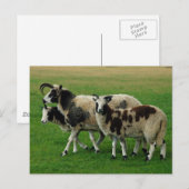 Vier hoornschapen briefkaart (Voorkant / Achterkant)