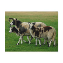 Vier hoornschapen briefkaart