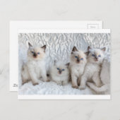 Vier jonge Ragdolkatten zitten op rij Briefkaart (Voorkant / Achterkant)