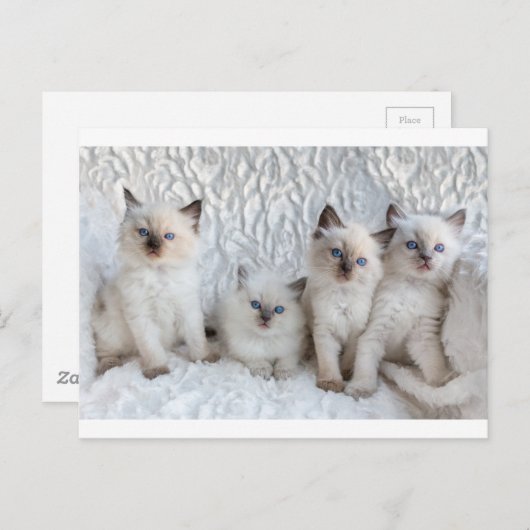 Vier jonge Ragdolkatten zitten op rij Briefkaart (Voorkant / Achterkant)