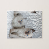 Vier jonge Ragdolkatten zitten op rij Legpuzzel (Horizontaal)