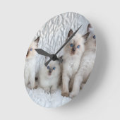 Vier jonge Ragdolkatten zitten op rij Ronde Klok (Hoek)