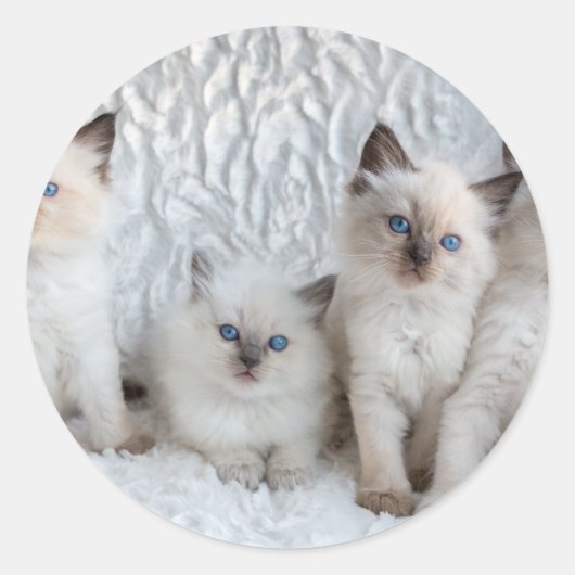 Vier jonge Ragdoll katten zittend op een rij Ronde Sticker (Voorkant)
