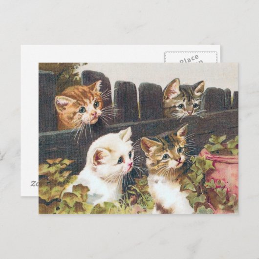 "Vier Kittens" Vintage Briefkaart (Voorkant / Achterkant)