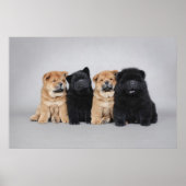 Vier kleine Chow-puppies Poster (Voorkant)