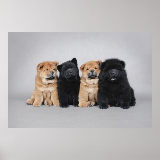 Vier kleine Chow-puppies Poster (Voorkant)