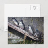 Vier kleine pinguïns briefkaart (Voorkant / Achterkant)