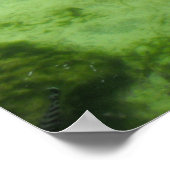 Vier krokodillen poster (Hoek)