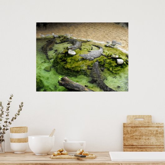 Vier krokodillen poster (Keuken)