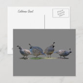 VIER KWARTELS BRIEFKAART (Voorkant / Achterkant)